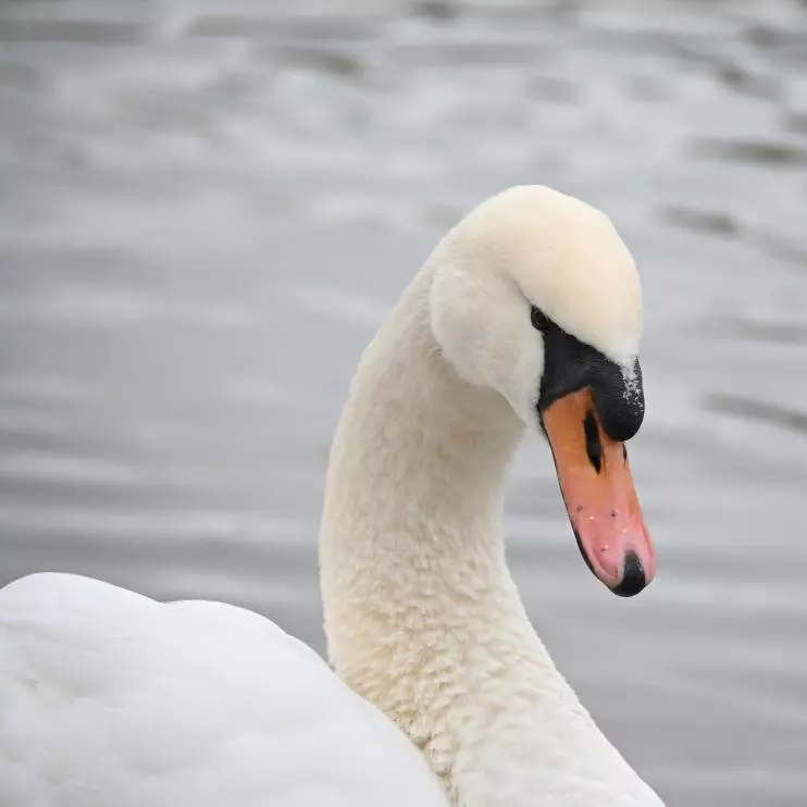 Borrar marcas de agua de imágenes de stock - After