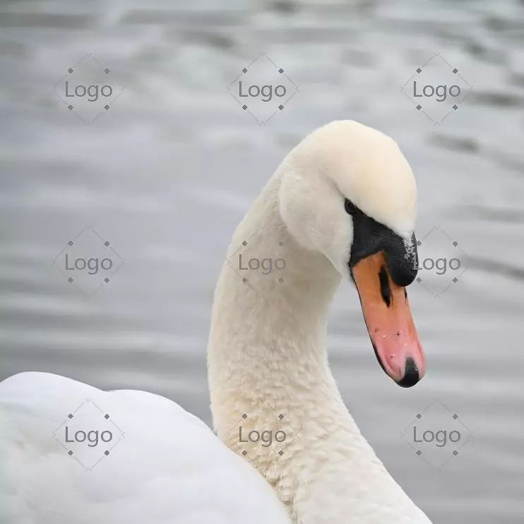 Borrar marcas de agua de imágenes de stock - Before